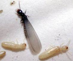 Subterranean Termite Control