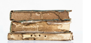 Get rid of termites by starving them