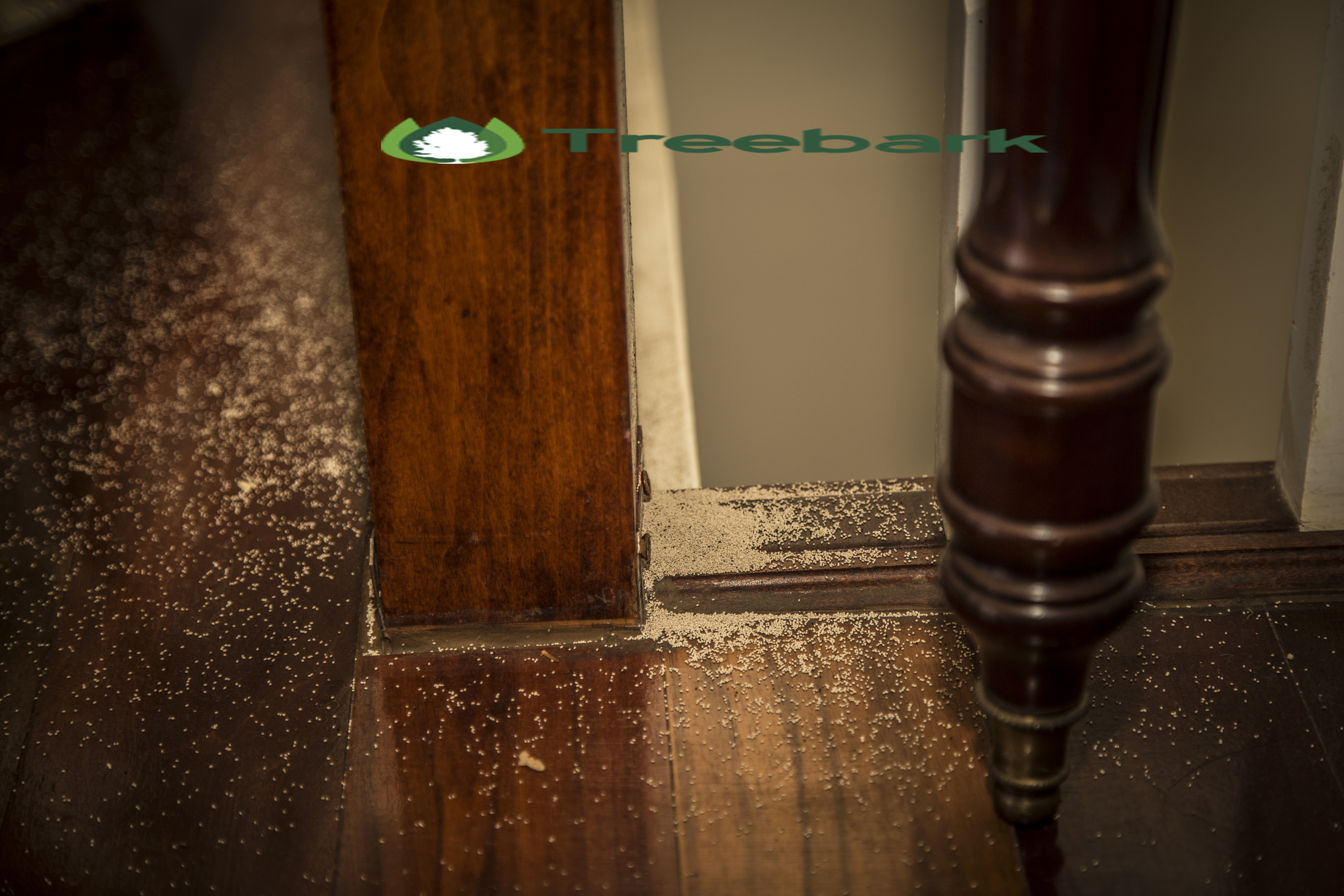 Fresh Termite Droppings Pictures