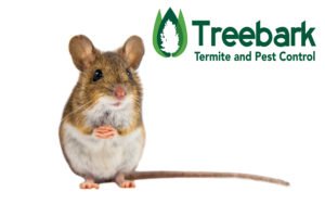 Pest Control Services