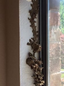 Subterranean Termites Control Information Anaheim 92804